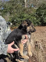 Sweetie, a female German Shepherd Dog for sale in Aiken, SC – Photo 2 of 2