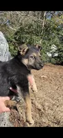 Glenda, a female German Shepherd Dog for sale in Aiken, SC – Photo 1 of 4