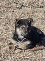 Glenda, a female German Shepherd Dog for sale in Aiken, SC – Photo 3 of 4