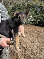 Glenda, a female German Shepherd Dog for sale in Aiken, SC – Photo 4 of 4