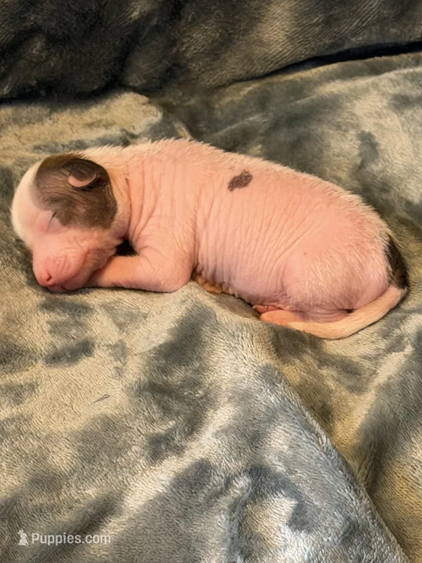 Cora - AKC – Chinese Crested puppy for sale in Rockwall, TX