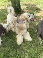 Bentley - AKC Powderpuff Male (neutered), a male Chinese Crested for sale in Rockwall, TX – 7 of 7