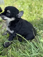 Doc - AKC Powderpuff, a male Chinese Crested for sale in Rockwall, TX – 5 of 9