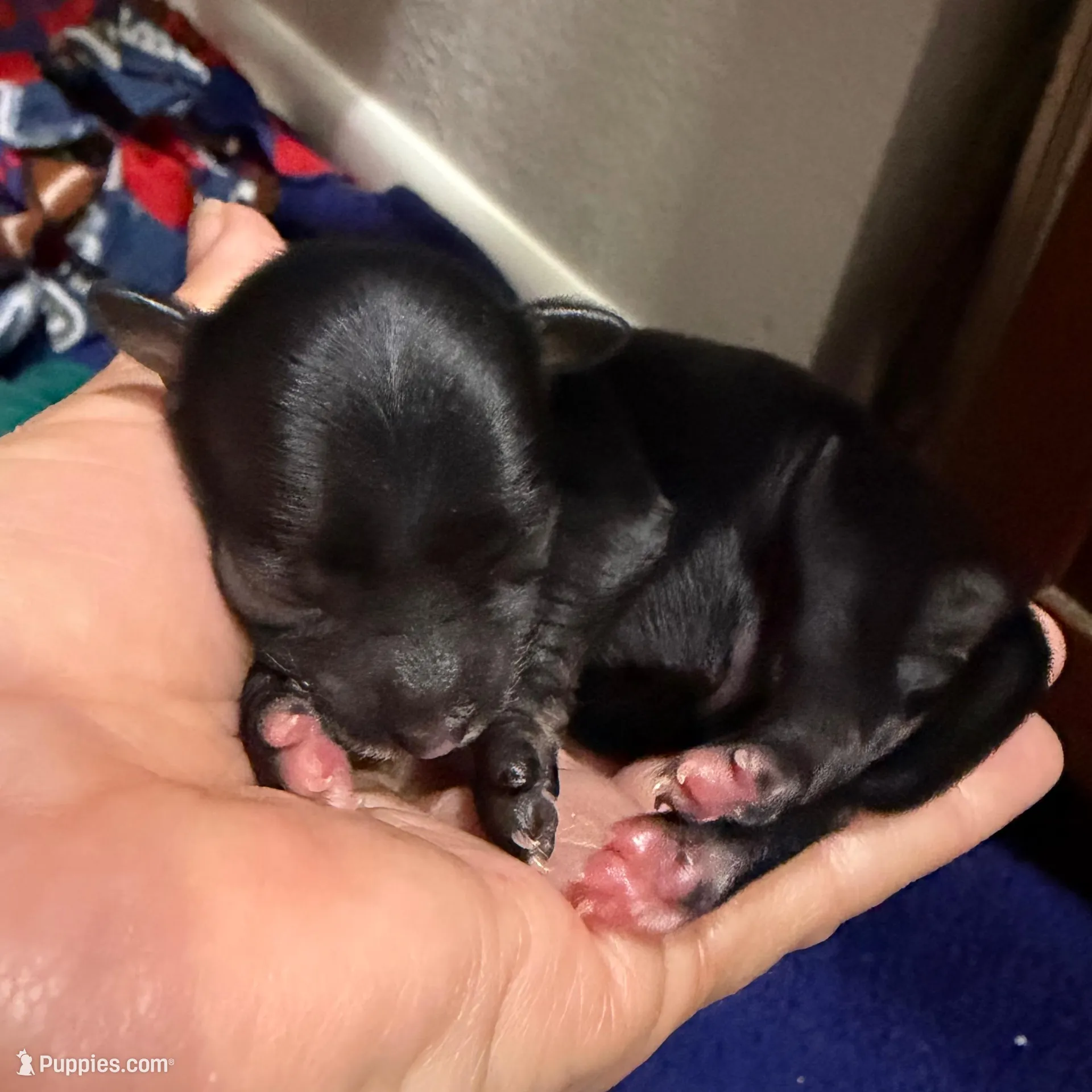 Doc - AKC – Chinese Crested puppy for sale in Rockwall, TX