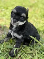 Doc - AKC Powderpuff, a male Chinese Crested for sale in Rockwall, TX – 2 of 9