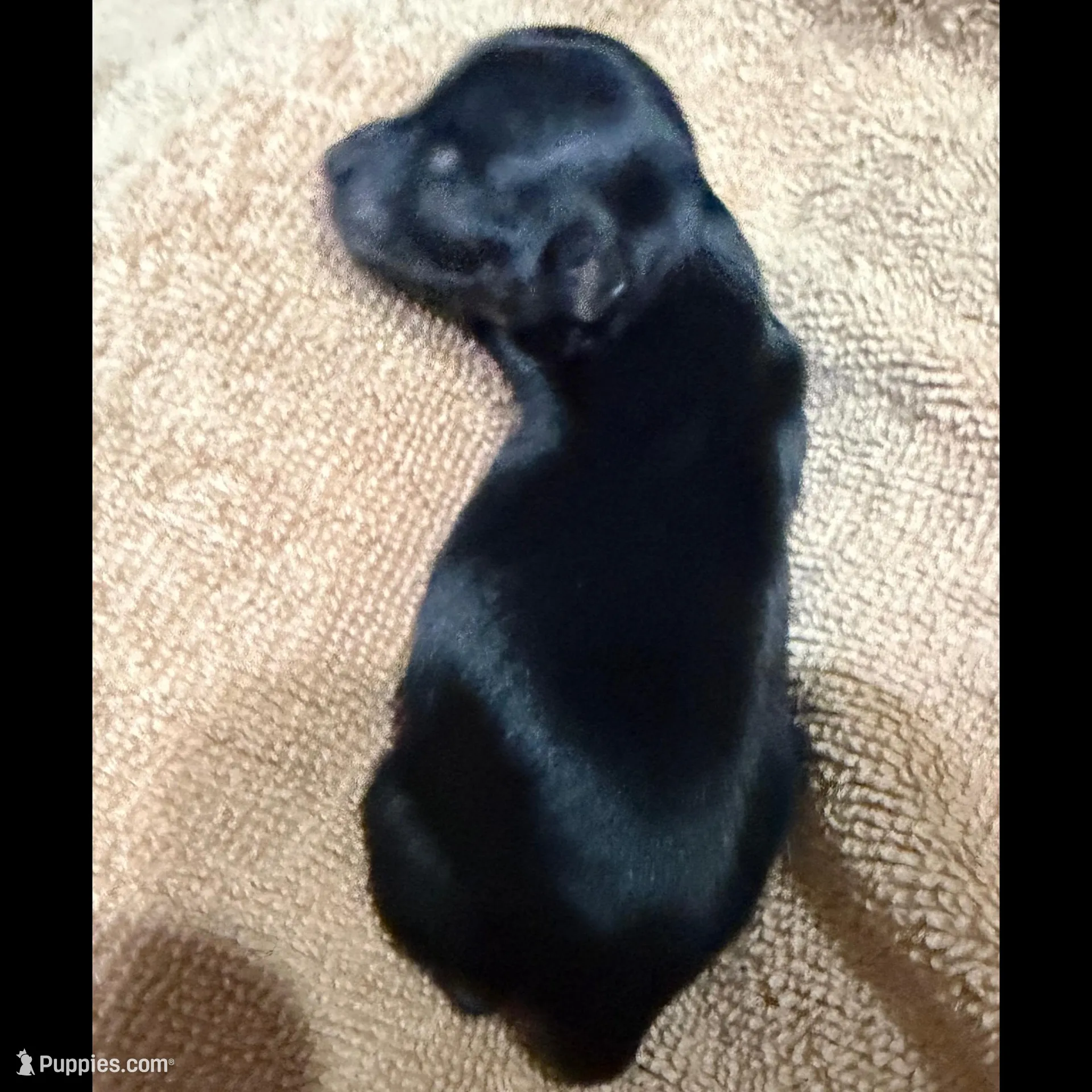 Doc - AKC, a male Chinese Crested for sale in Rockwall, TX – Photo 3 of 5