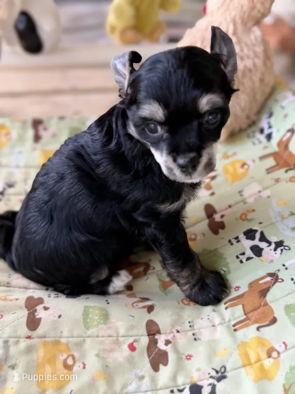 Doc - AKC Powderpuff – Chinese Crested puppy for sale in Rockwall, TX