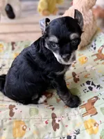 Doc - AKC Powderpuff, a male Chinese Crested for sale in Rockwall, TX – 1 of 9