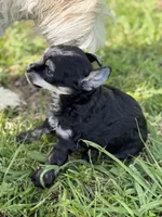Doc - AKC Powderpuff, a male Chinese Crested for sale in Rockwall, TX – 8 of 9