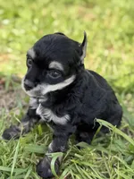 Doc - AKC Powderpuff, a male Chinese Crested for sale in Rockwall, TX – 4 of 9