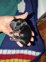 Doc - AKC, a male Chinese Crested for sale in Rockwall, TX – Photo 4 of 5