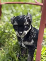 Doc - AKC Powderpuff, a male Chinese Crested for sale in Rockwall, TX – 3 of 9