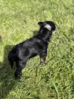 Doc - AKC Powderpuff, a male Chinese Crested for sale in Rockwall, TX – 6 of 9