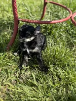 Doc - AKC Powderpuff, a male Chinese Crested for sale in Rockwall, TX – 9 of 9
