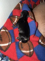 Doc - AKC, a male Chinese Crested for sale in Rockwall, TX – Photo 5 of 5