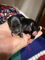 Doc - AKC, a male Chinese Crested for sale in Rockwall, TX – Photo 2 of 5