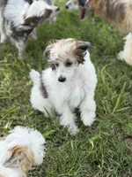 Cliff - AKC Powderpuff Male, a male Chinese Crested for sale in Rockwall, TX – 5 of 8