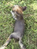 Digit - AKC Hairless Male, a male Chinese Crested for sale in Rockwall, TX – 4 of 4