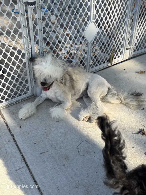 Bentley - AKC Powderpuff Male (neutered) – Chinese Crested puppy for sale in Rockwall, TX