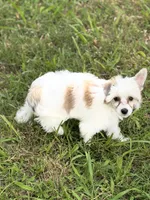 Clay - AKC Powderpuff, a male Chinese Crested for sale in Rockwall, TX – 4 of 6