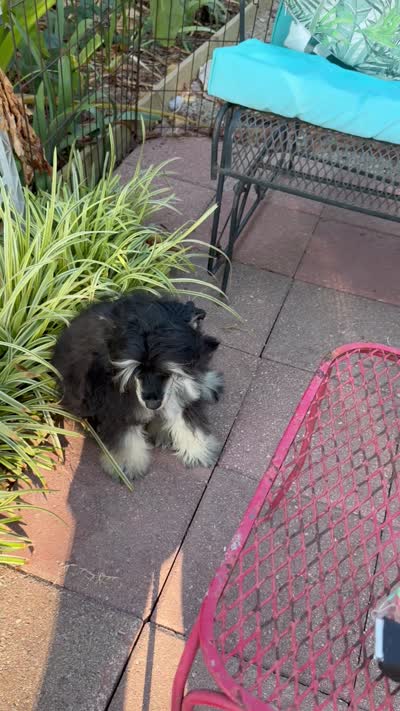 Doc - AKC Powderpuff Male, a male Chinese Crested for sale in Rockwall, TX – 8 of 8