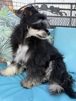 Doc - AKC Powderpuff Male, a male Chinese Crested for sale in Rockwall, TX – 4 of 8