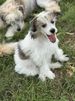 Cliff - AKC Powderpuff Male, a male Chinese Crested for sale in Rockwall, TX – 6 of 8