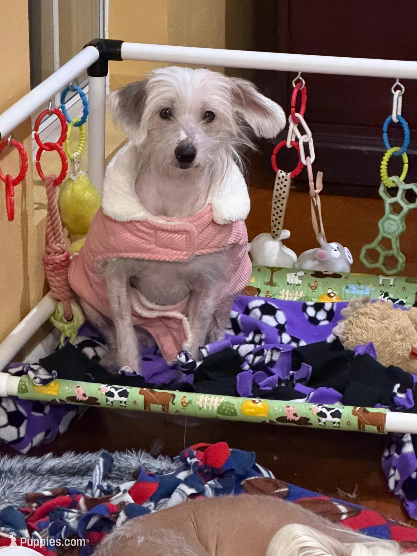 Zander - AKC Hairless, a male Chinese Crested for sale in Rockwall, TX – 4 of 4