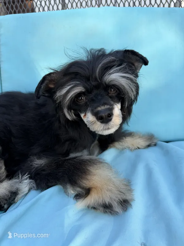 Doc - AKC Powderpuff Male – Chinese Crested puppy for sale in Rockwall, TX
