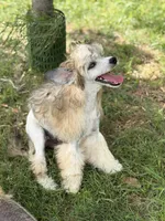 Bentley - AKC Powderpuff Male (neutered), a male Chinese Crested for sale in Rockwall, TX – 2 of 7