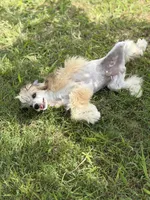 Bentley - AKC Powderpuff Male (neutered), a male Chinese Crested for sale in Rockwall, TX – 6 of 7