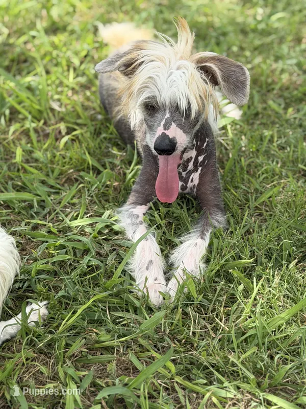 Bryan - AKC Hairless Male – Chinese Crested puppy for sale in Rockwall, TX