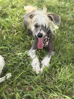 Bryan - AKC Hairless Male (neutered), a male Chinese Crested for sale in Rockwall, TX – 1 of 5
