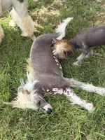 Bryan - AKC Hairless Male (neutered), a male Chinese Crested for sale in Rockwall, TX – 3 of 5