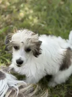 Cliff - AKC Powderpuff Male, a male Chinese Crested for sale in Rockwall, TX – 7 of 8