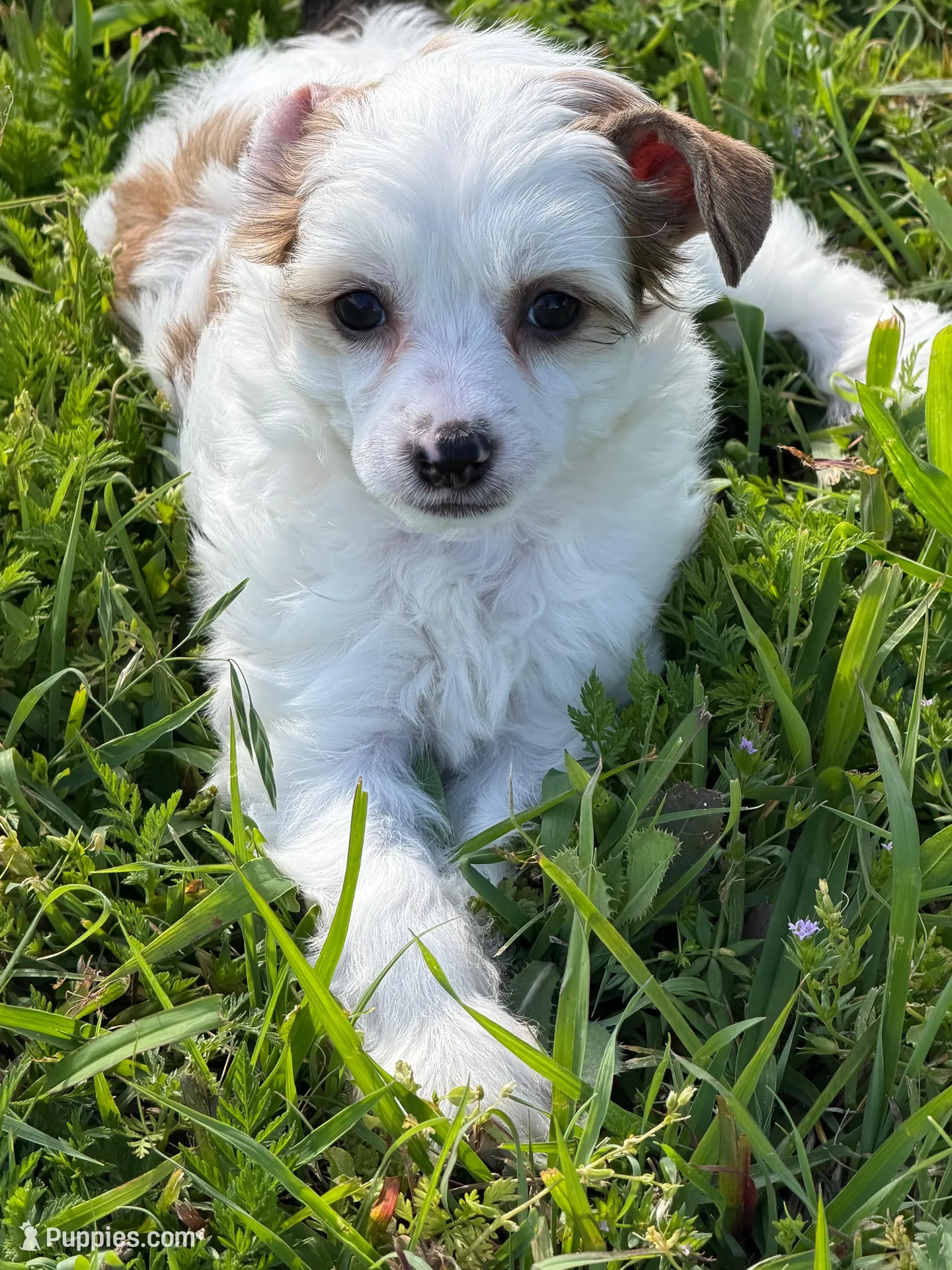 Clay - AKC Powderpuff, a male Chinese Crested for sale in Rockwall, TX – 1 of 9