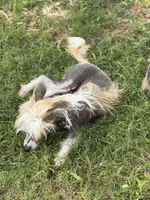 Bryan - AKC Hairless Male (neutered), a male Chinese Crested for sale in Rockwall, TX – 4 of 5