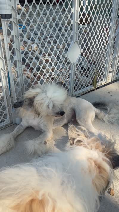 Bentley - AKC Powderpuff Male (neutered), a male Chinese Crested for sale in Rockwall, TX – 5 of 5