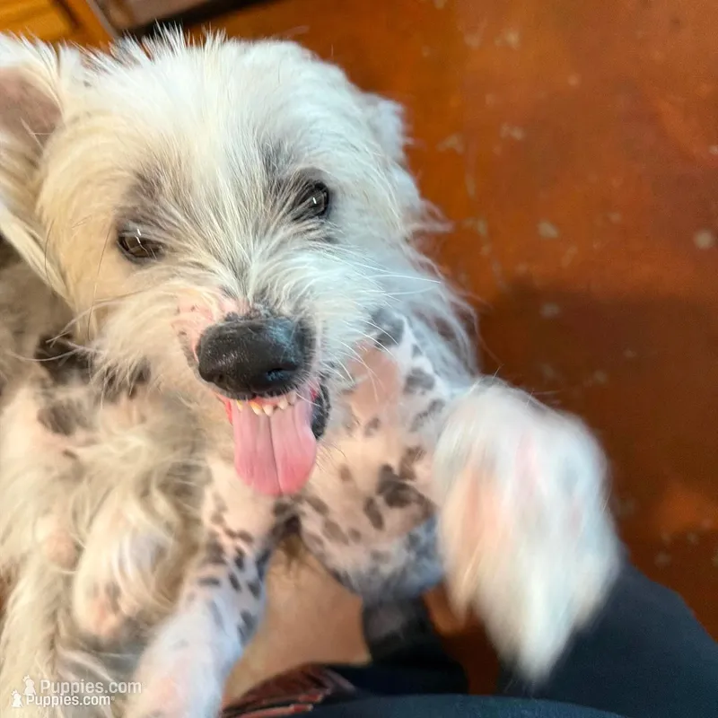 Zander -AKC – Chinese Crested puppy for sale in Rockwall, TX