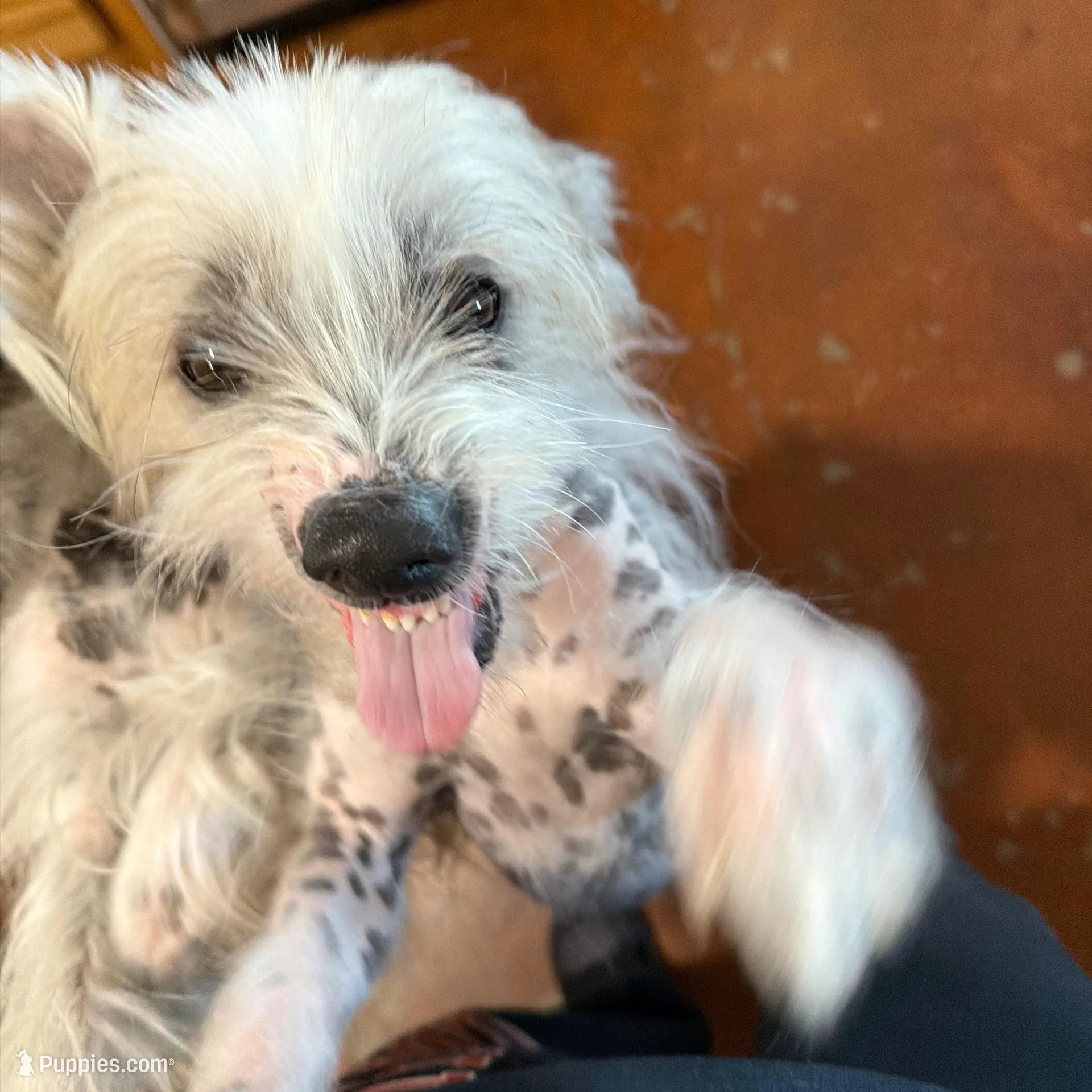 Zander -AKC – Chinese Crested puppy for sale in Rockwall, TX