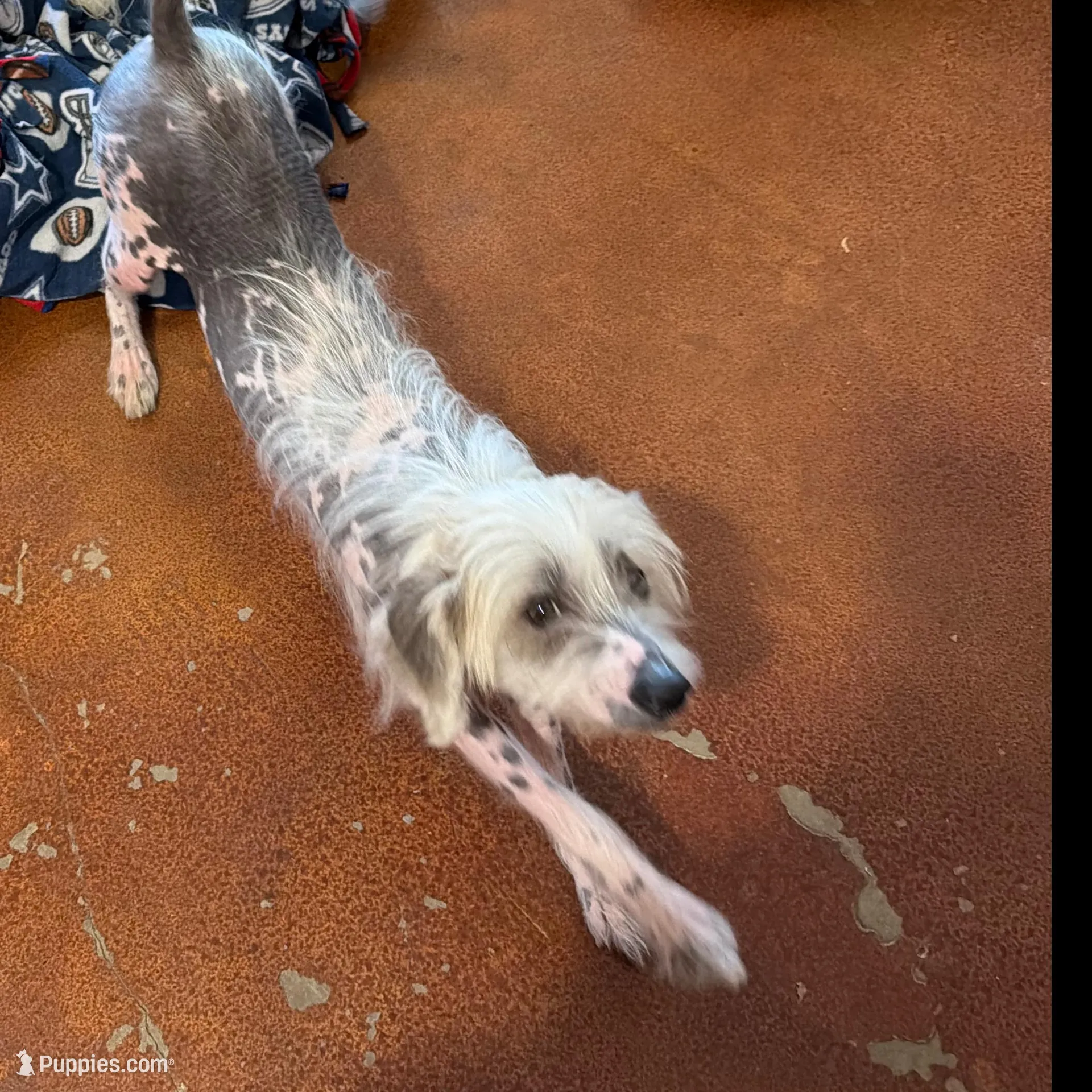 Zander -AKC, a male Chinese Crested for sale in Rockwall, TX – Photo 2 of 2