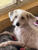 Zander - AKC Hairless, a male Chinese Crested for sale in Rockwall, TX – 3 of 4