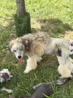 Bentley - AKC Powderpuff Male (neutered), a male Chinese Crested for sale in Rockwall, TX – 5 of 7