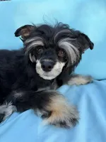 Doc - AKC Powderpuff Male, a male Chinese Crested for sale in Rockwall, TX – 2 of 8
