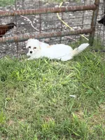Clay - AKC Powderpuff, a male Chinese Crested for sale in Rockwall, TX – 6 of 6