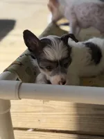 Cliff - AKC Powderpuff, a male Chinese Crested for sale in Rockwall, TX – 4 of 10