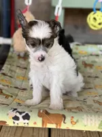 Cliff - AKC Powderpuff, a male Chinese Crested for sale in Rockwall, TX – 8 of 10