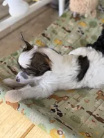 Cliff - AKC Powderpuff, a male Chinese Crested for sale in Rockwall, TX – 5 of 10