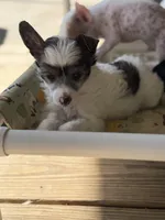 Cliff - AKC Powderpuff, a male Chinese Crested for sale in Rockwall, TX – 3 of 10