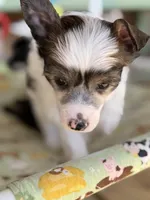 Cliff - AKC Powderpuff, a male Chinese Crested for sale in Rockwall, TX – 2 of 10